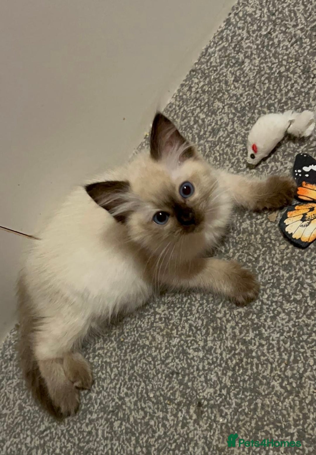 Ragdoll cats for sale: GCCF Ragdoll boy kittens - Advert 22