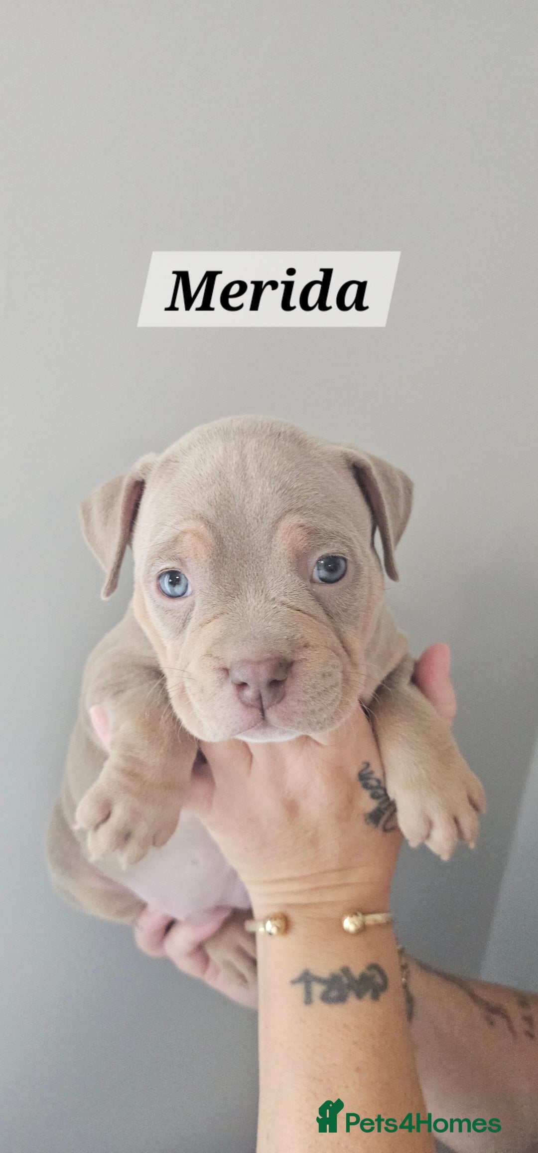 American Bully dogs for sale: BEAUTIFUL LITTER OF 8 POCKET BULLY PUPS - Image 8