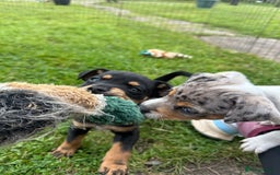 Jack Russell dogs for sale: Gorgeous Jack Russell Boys - Image 1