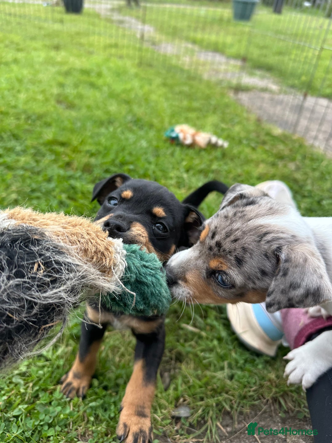 Jack Russell dogs for sale: Gorgeous Jack Russell Boys - Image 1