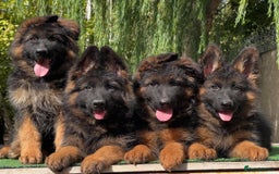 German Shepherd dogs for sale: 🐾🖤 Beautiful German Shepherd Pups for Sale 🐶✨ - Image 5