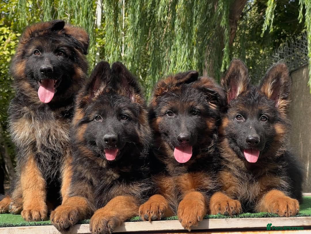 German Shepherd dogs for sale: 🐾🖤 Beautiful German Shepherd Pups for Sale 🐶✨ - Image 5