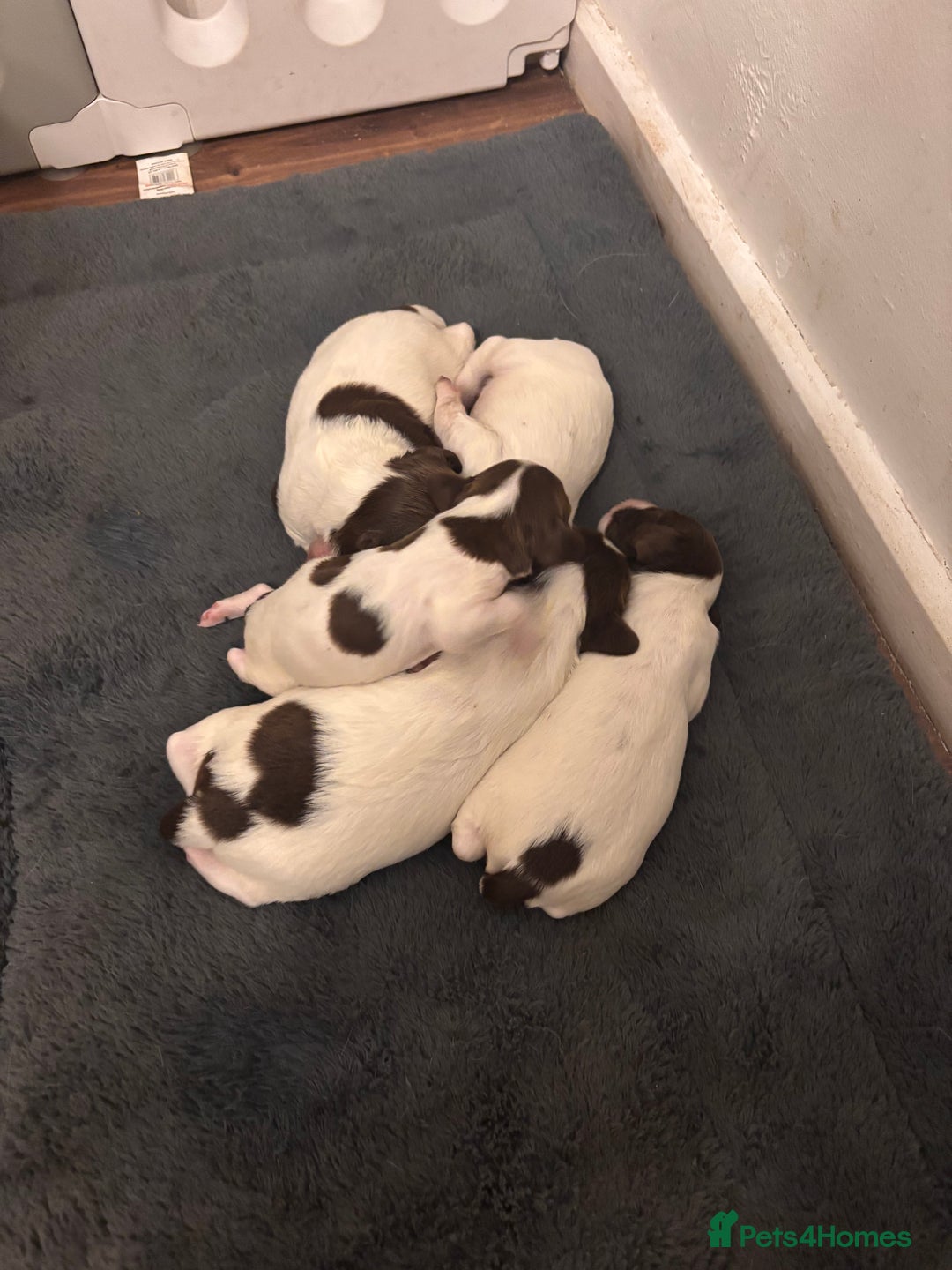 English Springer Spaniel dogs for sale: English springer spaniels  - Image 6