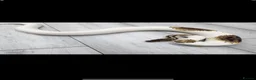 Snake reptiles for sale: Male pied Royal python  - Advert 1