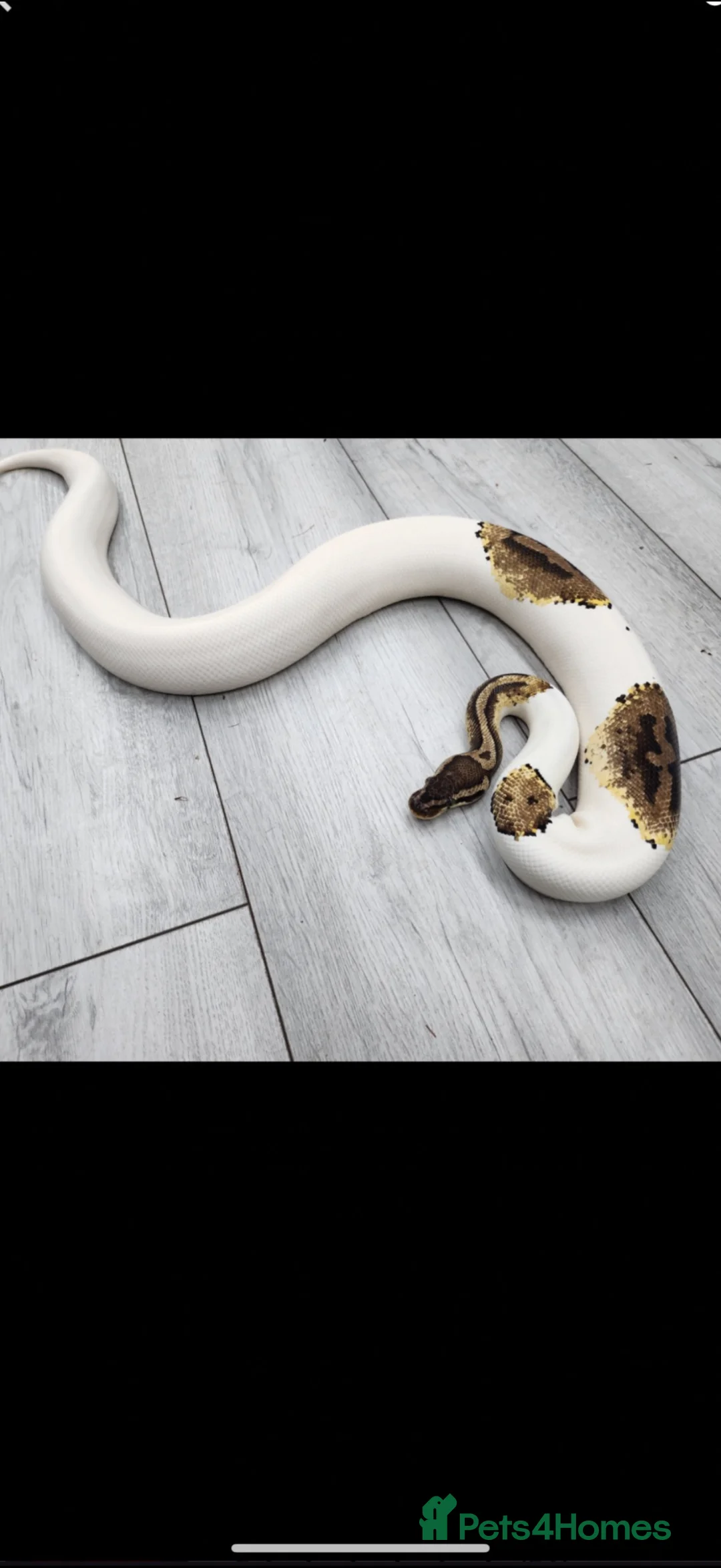 Snake reptiles for sale: Male pied Royal python  - Advert 1
