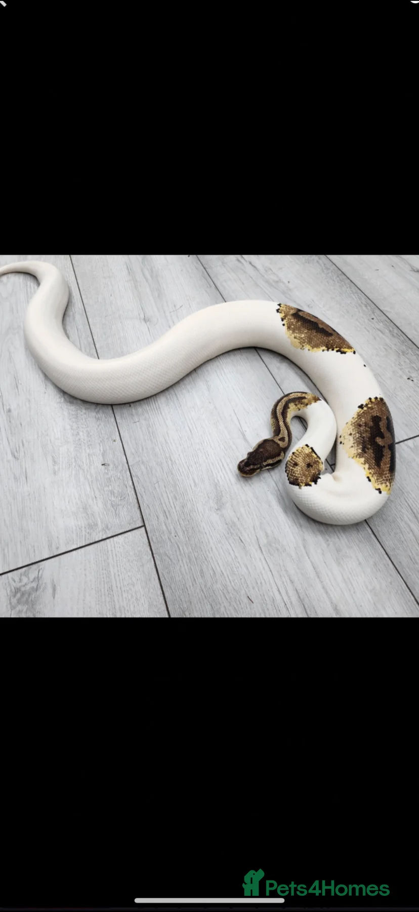 Male Pied Royal Python For Sale In Tonbridge Pets4Homes male-pied-royal-python-for-sale-in-tonbridge-pets4homes