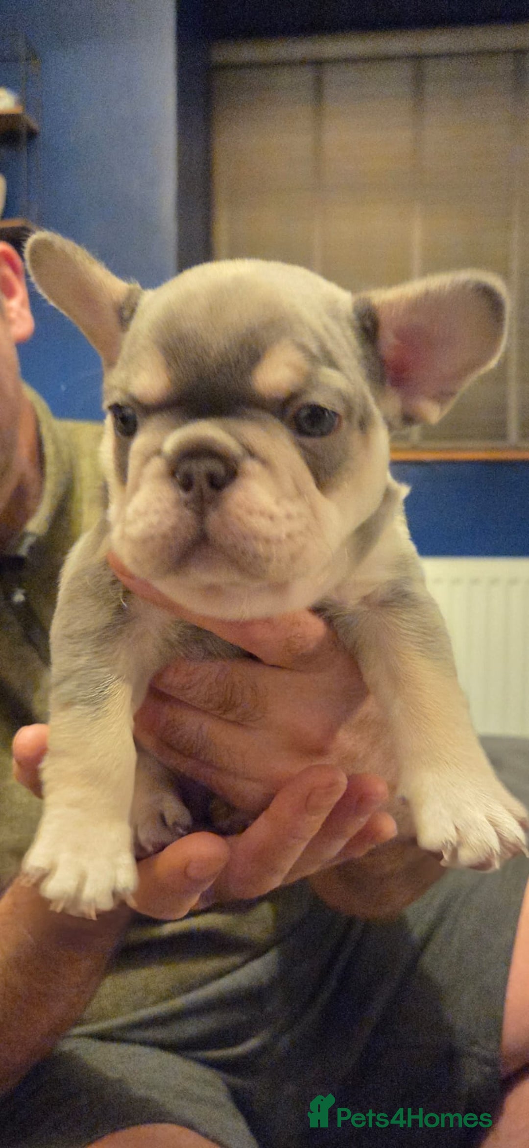 French Bulldog dogs for sale: French Bulldog Puppies  - Advert 6