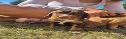 Cocker Spaniel dogs for sale: Kc registered working cockers - Advert 17