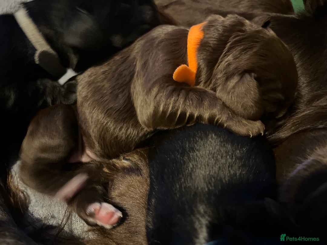 Cocker Spaniel dogs for sale: Cocker spaniels 🐶  - Advert 36