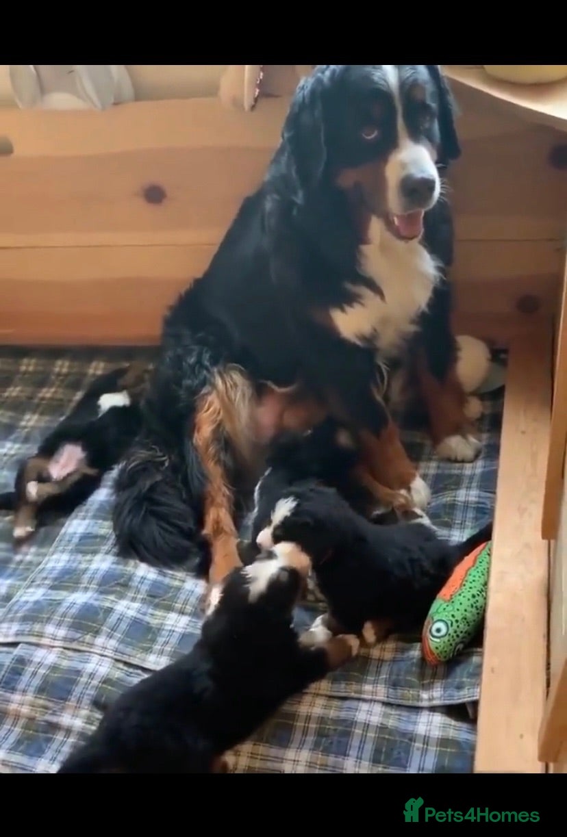 Bernese Mountain Dog dogs Cute Delighted  Bernese Mountain Puppies  - Advert 9