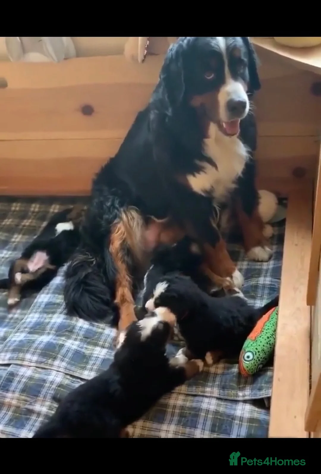 Bernese Mountain Dog dogs for sale: Cute Delighted  Bernese Mountain Puppies  in Folkestone - Advert 1