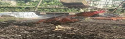 Chickens poultry for sale: X2 Mianwali Aseel Asil not shamo Thai  - Advert 3