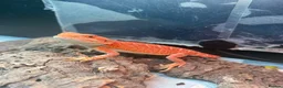 Bearded Dragon reptiles for sale: Bearded dragons-red monster/blue bar & Translucent - Advert 5