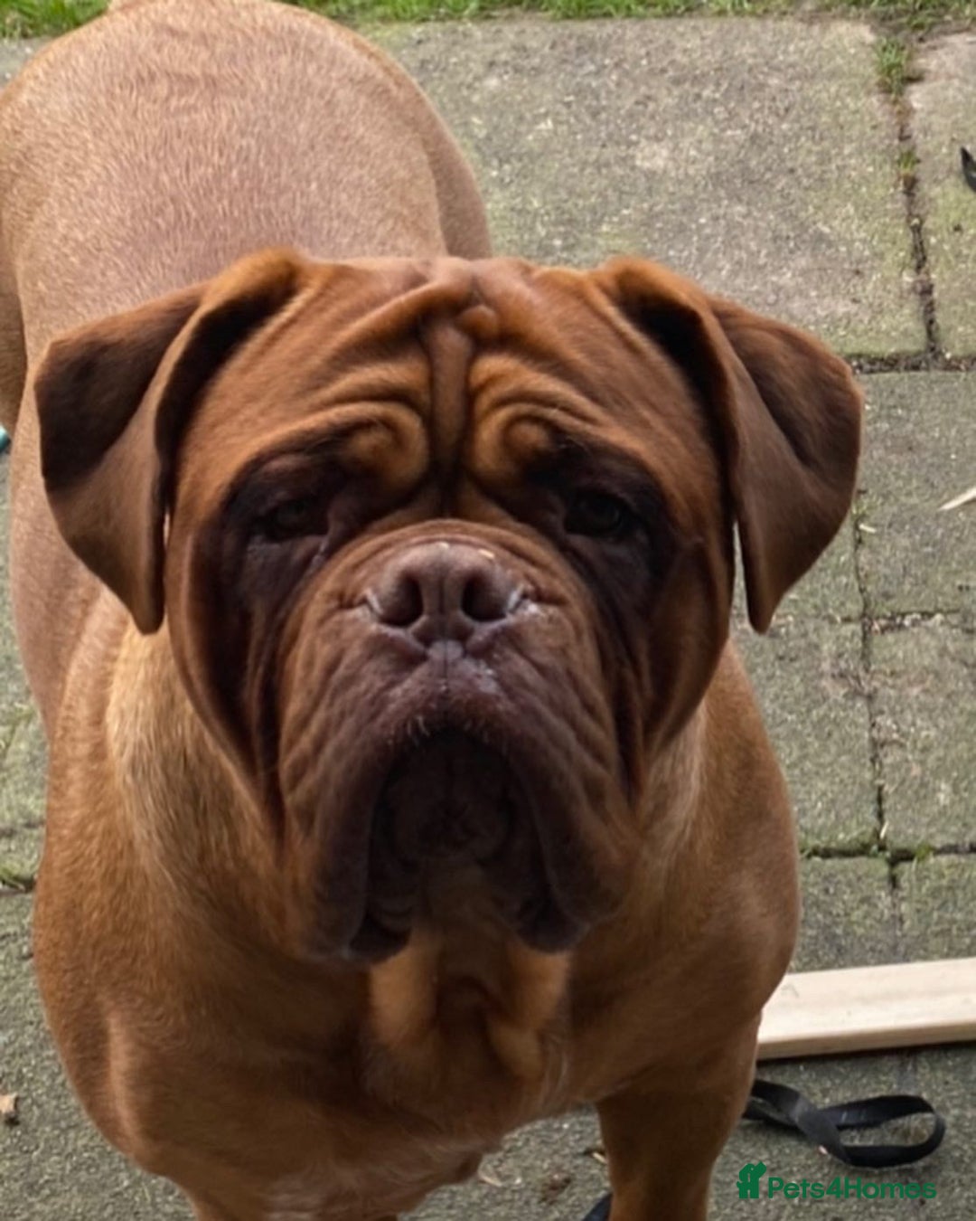 Dogue De Bordeaux dogs for sale: REDUCED Stunning litter of puppies  - Image 10
