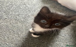 British Shorthair cats for sale: 5 Beautiful Kittens - ** 2 Kittens Left ** - Image 4