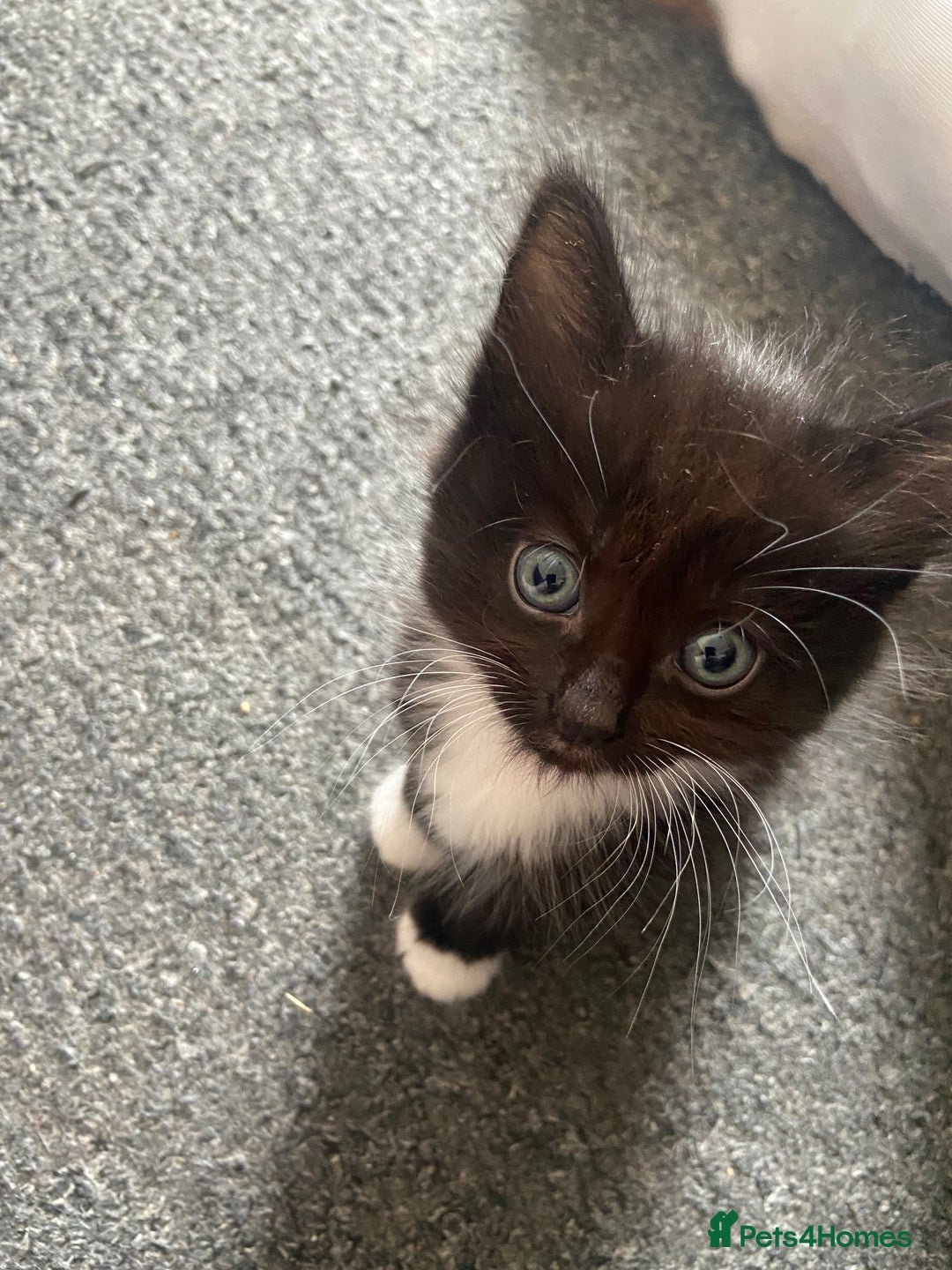 British Shorthair cats for sale: 5 Beautiful Kittens - ** 2 Kittens Left ** - Image 4