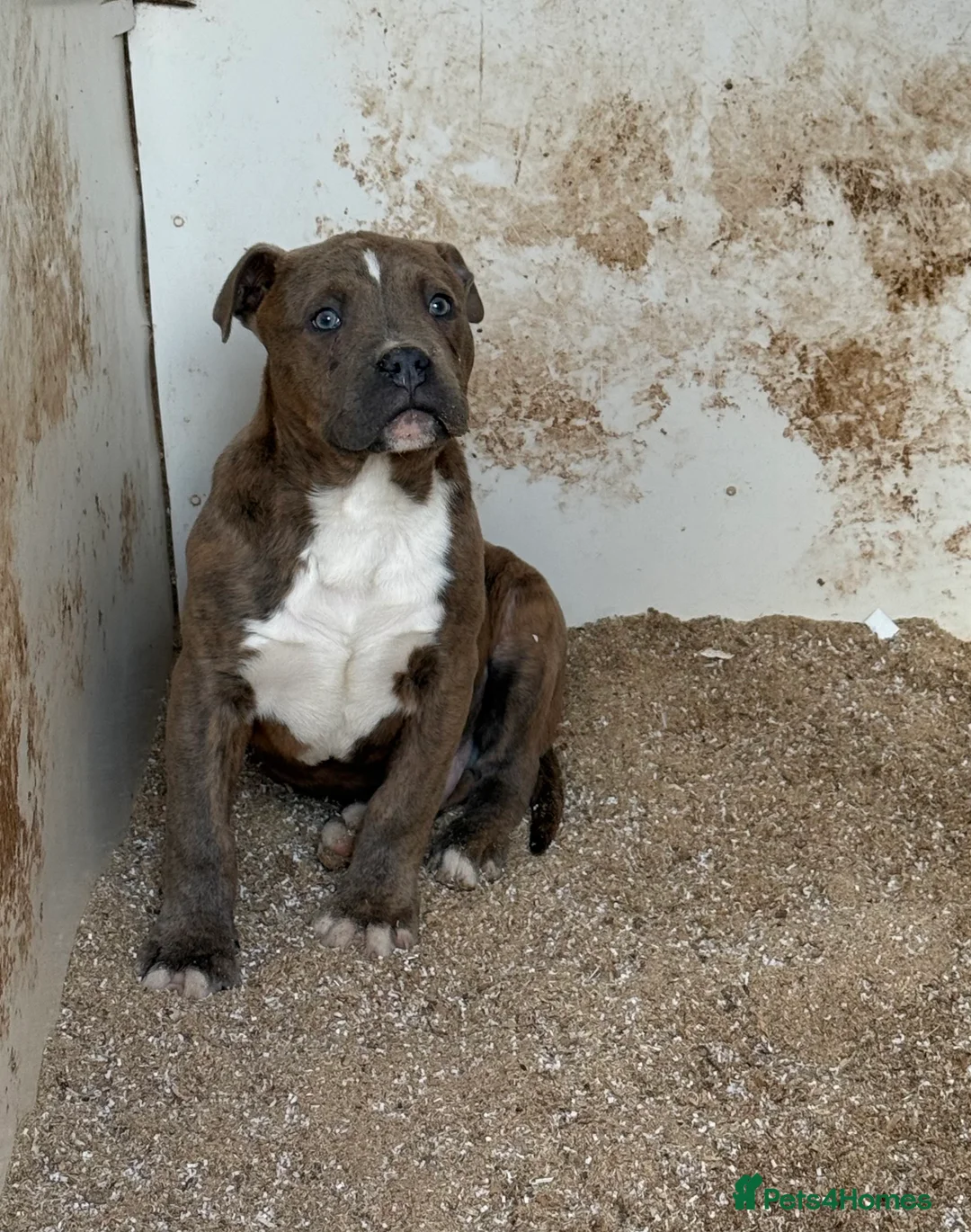 Mixed Breed dogs for sale: Mixed breed pups ready to leave - Advert 1