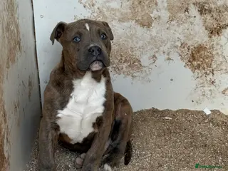 Mixed Breed dogs Mixed breed pups ready to leave - Advert 8