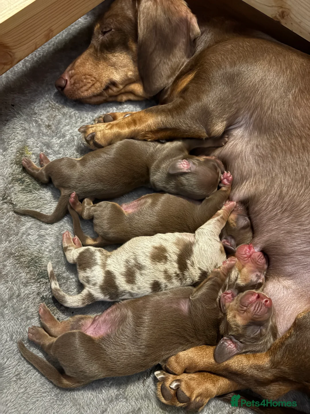 Miniature Dachshund dogs for sale: Miniature dachshund puppies - Advert 11