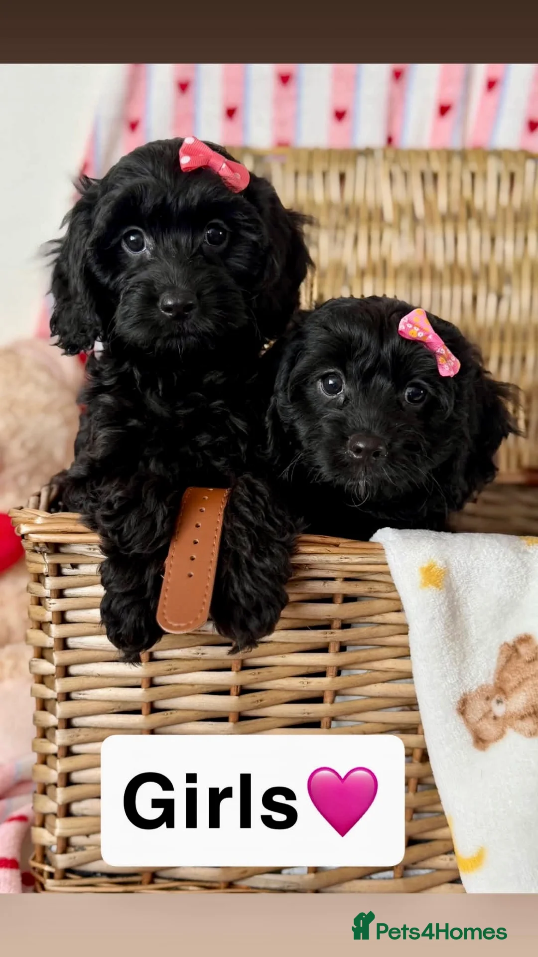 Cavapoo dogs for sale: Stunning quality cavapoo pups - Advert 11