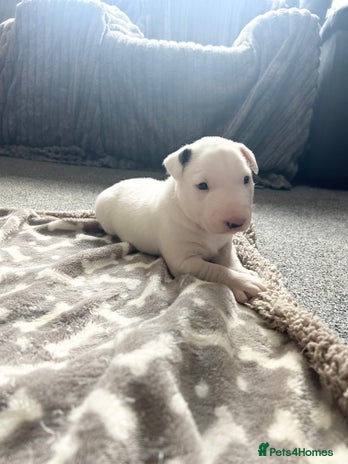English Bull Terrier dogs - Advert 5
