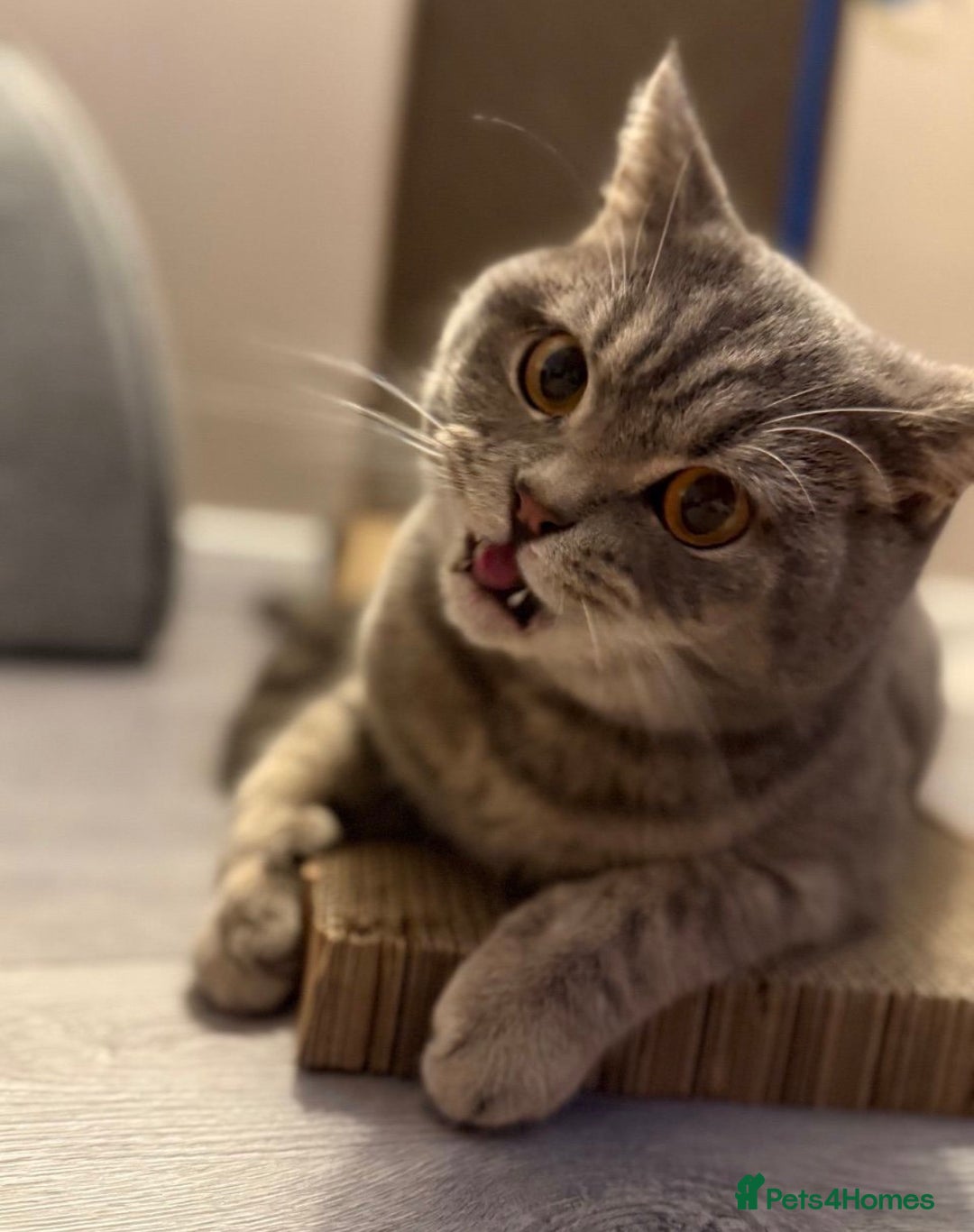 British Shorthair cats for sale: British shorthair male - Advert 1