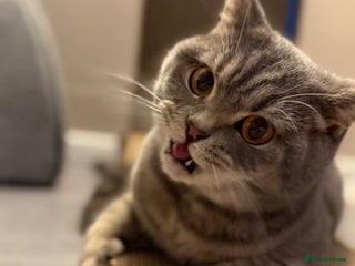 British Shorthair cats British shorthair male - Advert 1