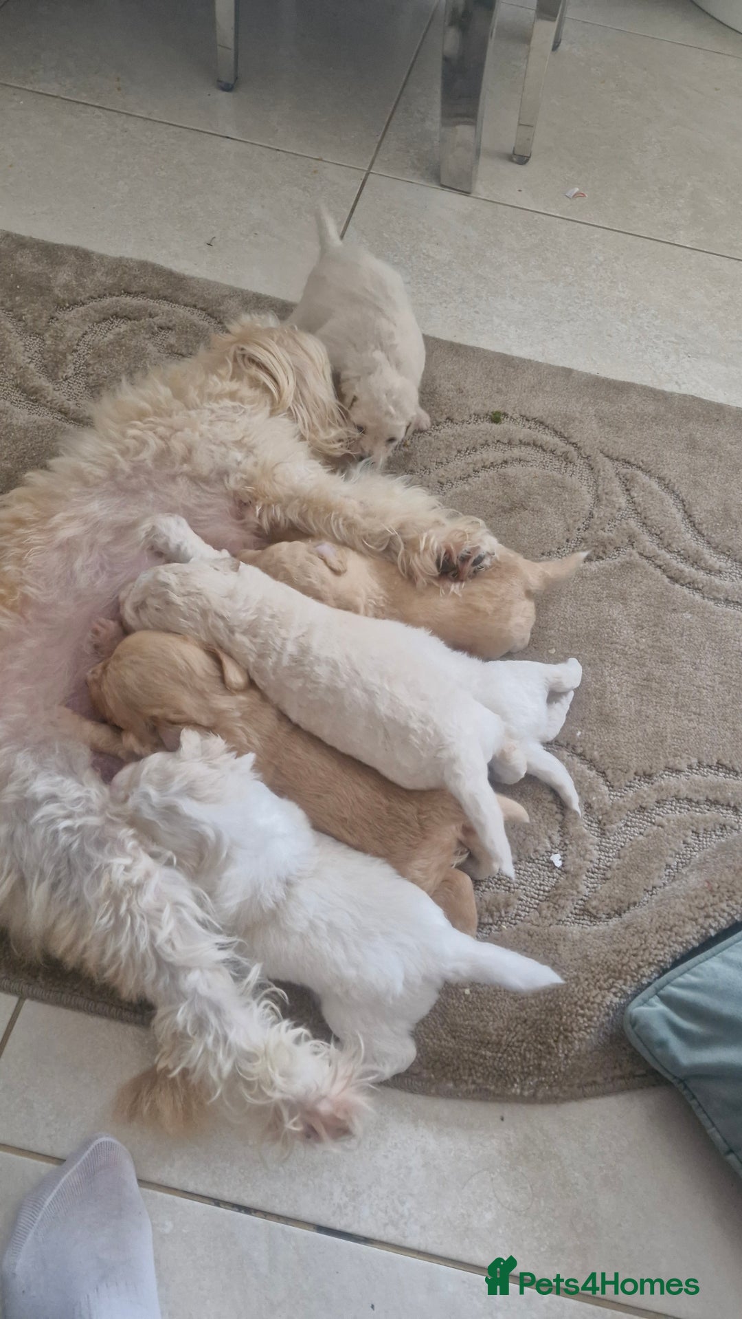 Mixed Breed dogs for sale: Maltipoo puppies  - Image 27