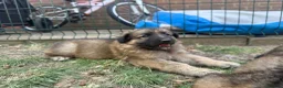 German Shepherd dogs for sale: Super Special Unique German Shepard Puppies  - Advert 9