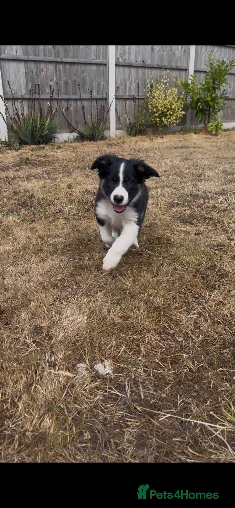 Border Collie dogs 1 male collie puppy ready to go to new 🏠  - Advert 5