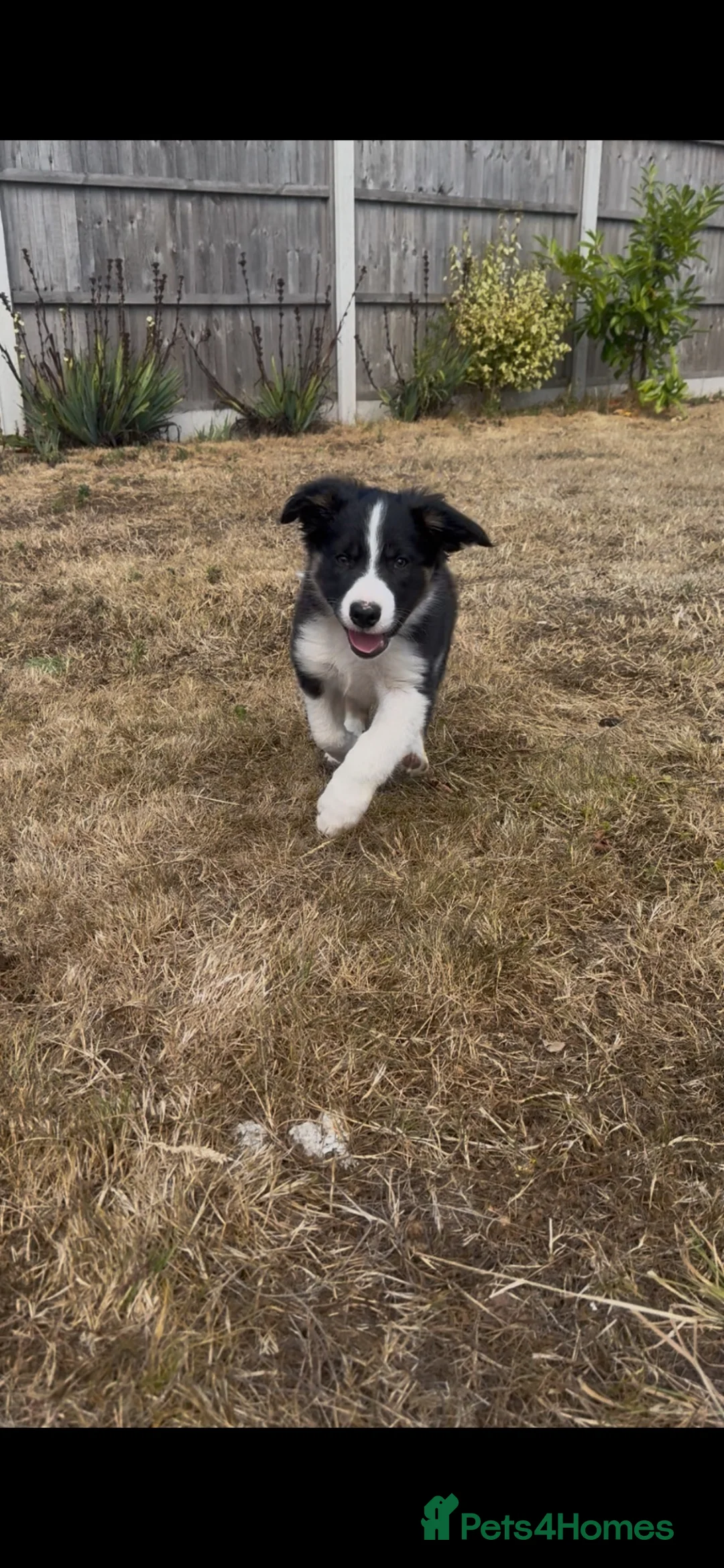 Border Collie dogs for sale: 1 male collie puppy ready to go to new 🏠  in Ludlow - Advert 1