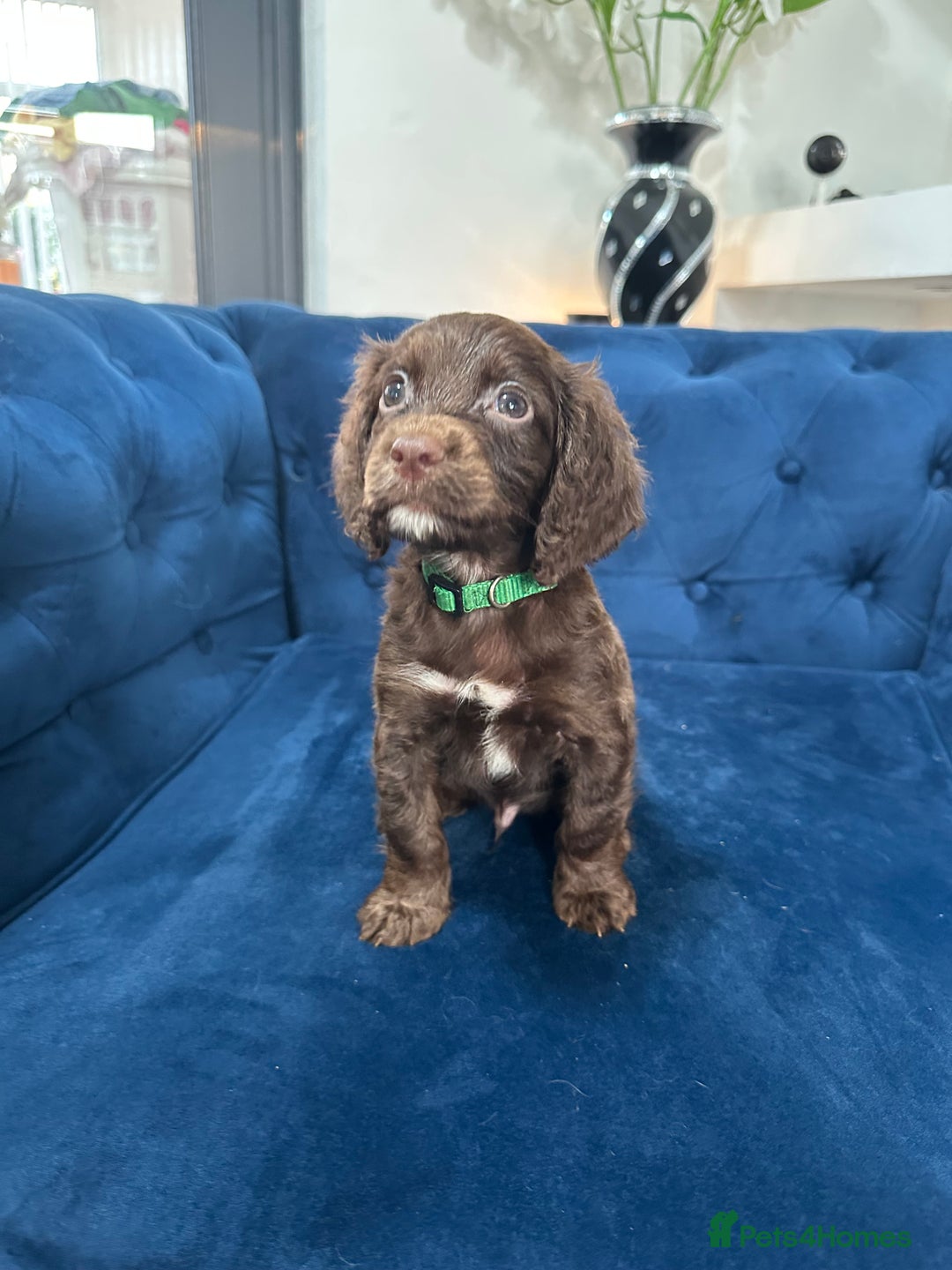 Cocker Spaniel dogs for sale: Beautiful litter of cocker spaniel pups 4 left  - Image 11