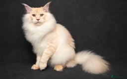 Maine Coon cats for sale: GCCF pedigree Maine Coon Kittens  - Image 10