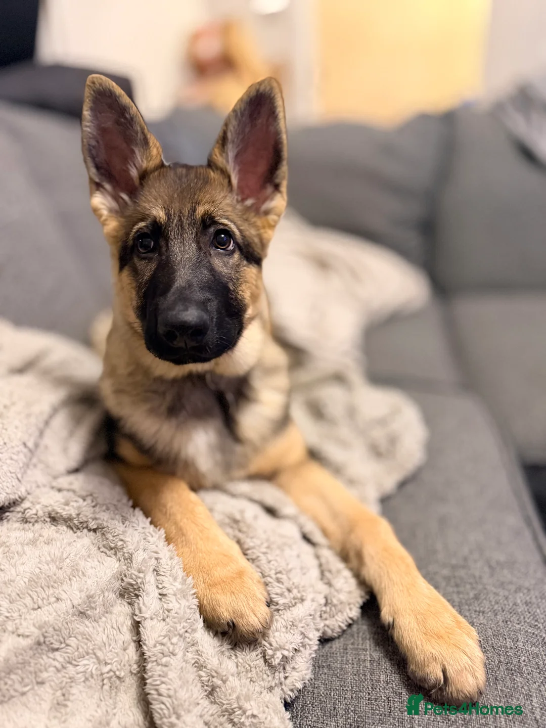 German Shepherd dogs for sale: 4.5 month old male German Shephard - Advert 10