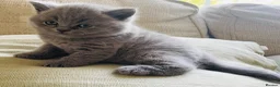 British Shorthair cats for sale: Chunky GCCF British shorthair  - Advert 11