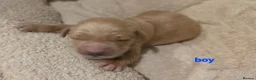 Golden Retriever dogs for sale: Golden retriever champion bloodline puppies. - Advert 26