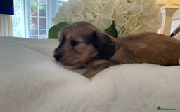 Miniature Dachshund dogs for sale: kc reg shaded creams - Image 2