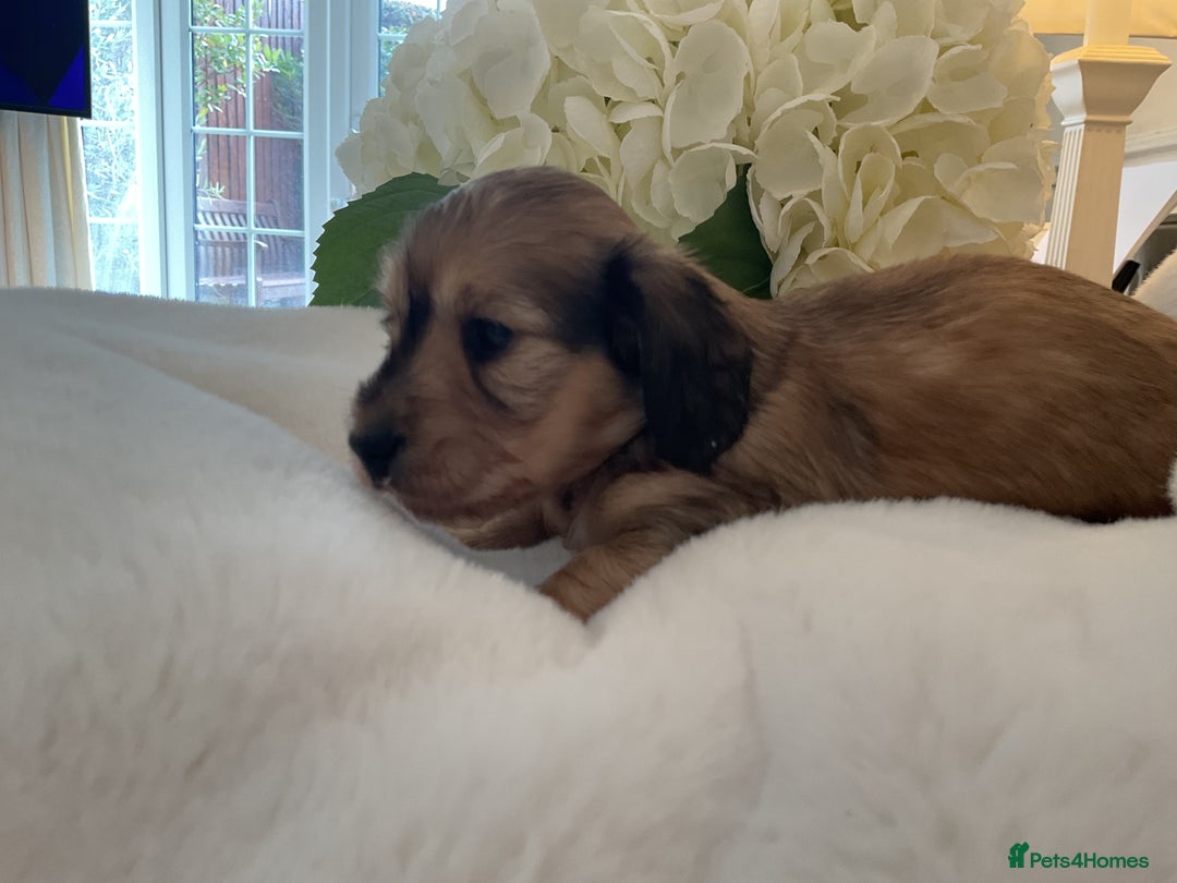 Miniature Dachshund dogs for sale: kc reg shaded creams - Image 2