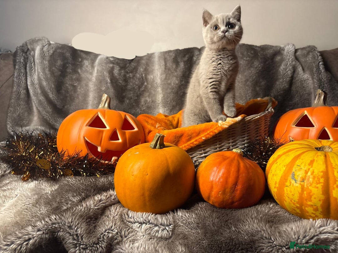 British Shorthair cats for sale: Beautiful pedigree British Shorthair kittens - Image 5