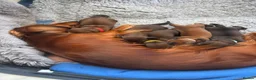 Miniature Dachshund dogs for sale: Show class mini longhair pups from Crufts winner  - Advert 6