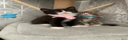 Mixed Breed cats for sale: Beautiful kittens looking for loving home in Enfield - Advert 10