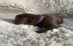 Sprocker dogs for sale: Sprocker puppies  - Advert 11