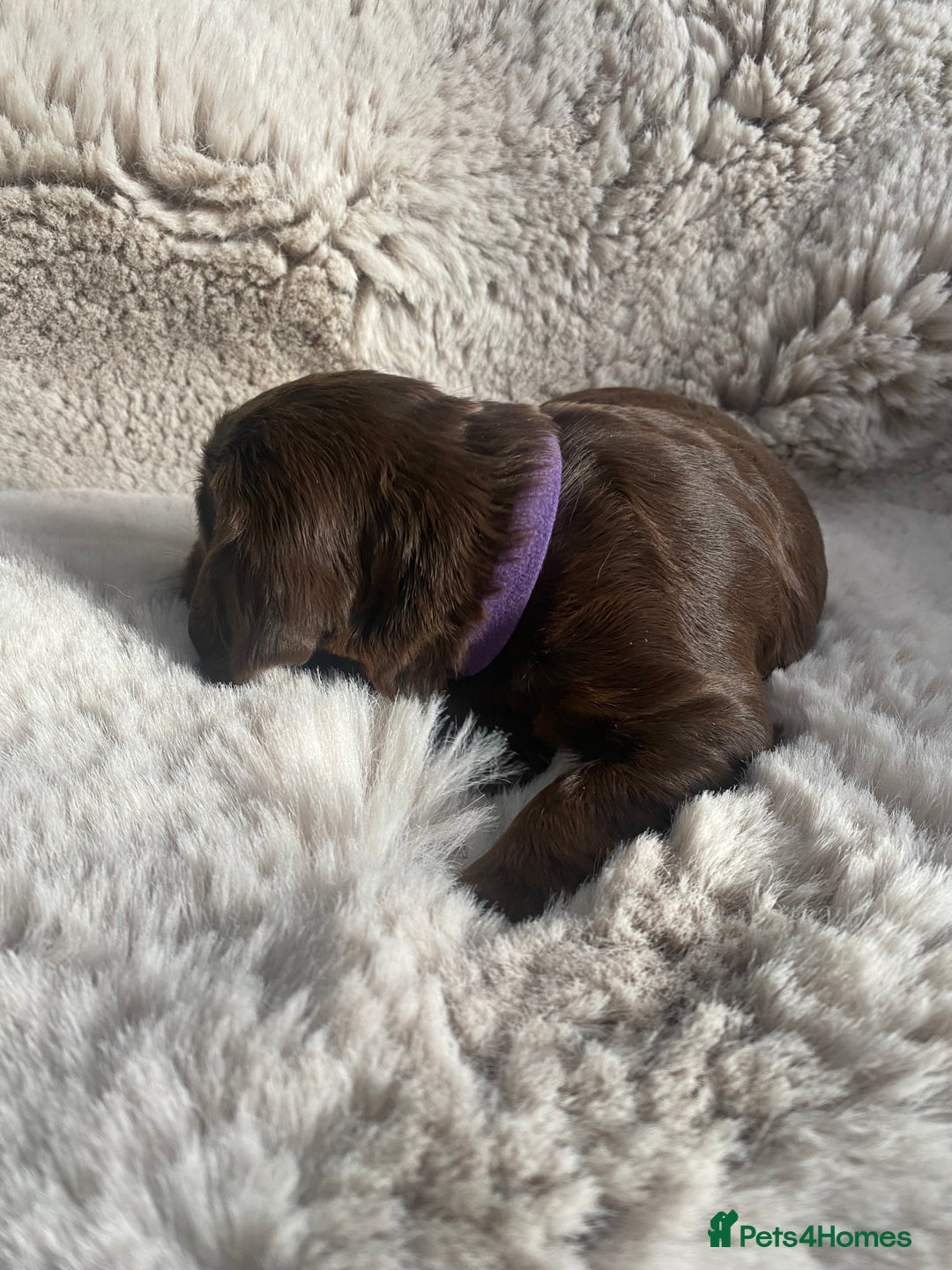 Sprocker dogs for sale: Sprocker puppies  - Advert 11