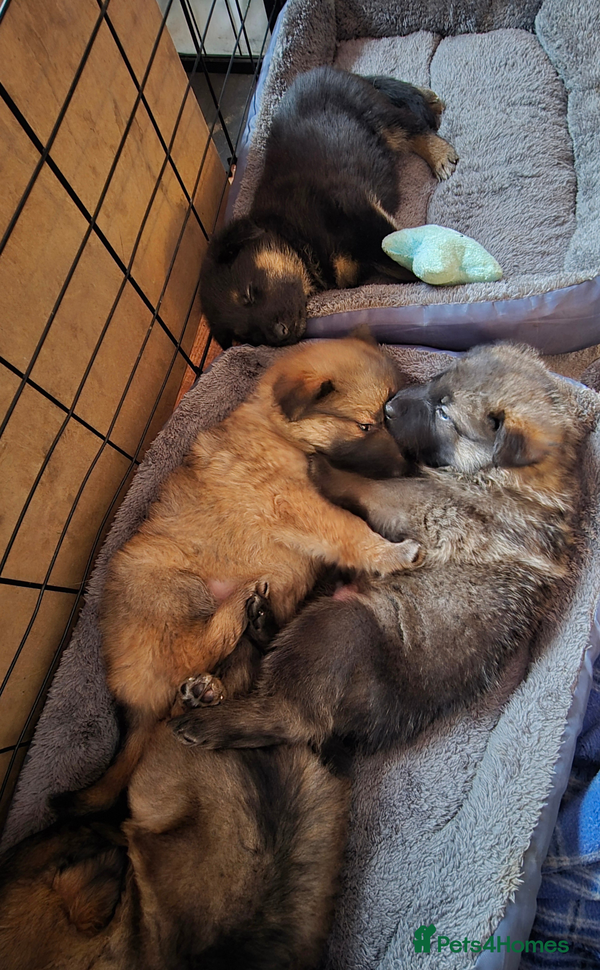 German Shepherd dogs 3 beautiful German shepherd girls left - Advert 7