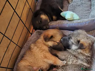 German Shepherd dogs 3 beautiful German shepherd girls left - Advert 7