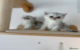 Scottish Fold cats for sale: Two Cute Scottish Fold Kittens - Image 2