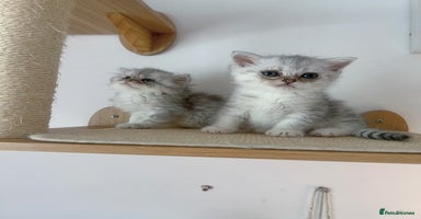 Scottish Fold cats - Advert 6