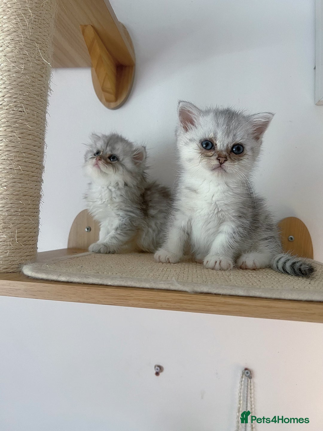 Scottish Fold cats for sale: Two Cute Scottish Fold Kittens - Image 2