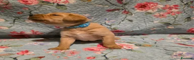 Labrador Retriever Blue