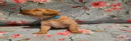 Labrador Retriever dogs for sale: Little Labradors, Ready for Their Next Adventure in Derby - Advert 29